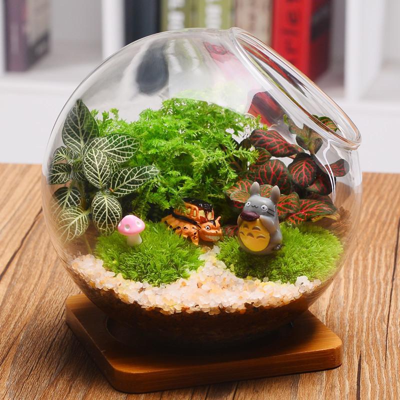 苔藓微景观植物生态瓶创意盆栽微缩景观diy玻璃盆栽迷你植物摆件