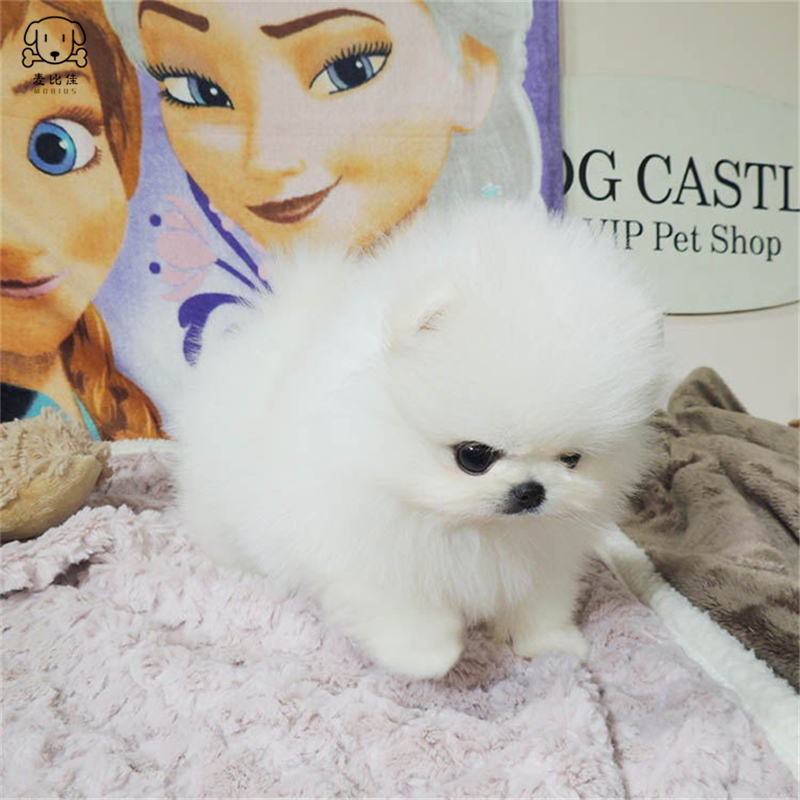 麦比佳狗狗活体 纯种博美犬幼犬活体宠物狗狗哈多利系球体博美狗 玩具型博美犬茶杯犬长不大博美日系俊介犬高清大图