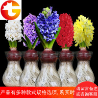 22.8元3套风信子种球水培套装四季花卉盆栽观花绿植物室内花种子