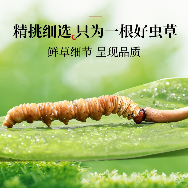 半山农 冬虫夏草 西藏那曲高海拔虫草 精选品质 10根/1.2克 1克盒装 干度足无断草