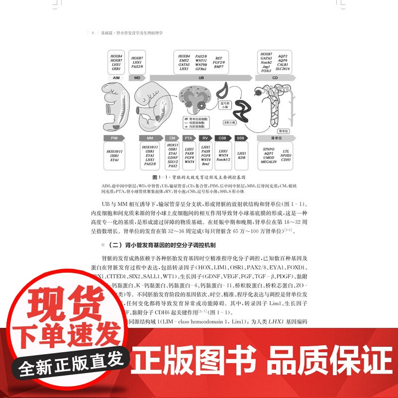 儿童原发性肾小管疾病临床实践 附经典案例分析黄文彦国内儿童肾脏病领域诊治高水平的体现朱光华上海科学技术出版社高清大图