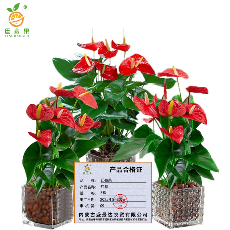 廷豪果 红掌盆栽 5株 /盆高清大图
