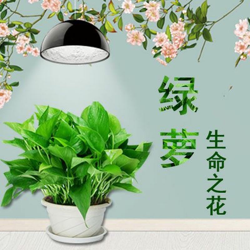 大绿萝新内吸除甲醛吊兰花卉绿植绿箩 抗雾霾小盆栽植物