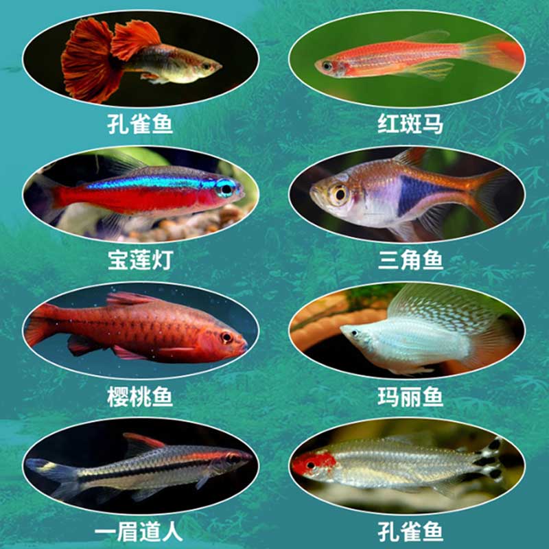 小型热带鱼饲料观赏鱼灯科鱼鱼食小颗粒高清大图