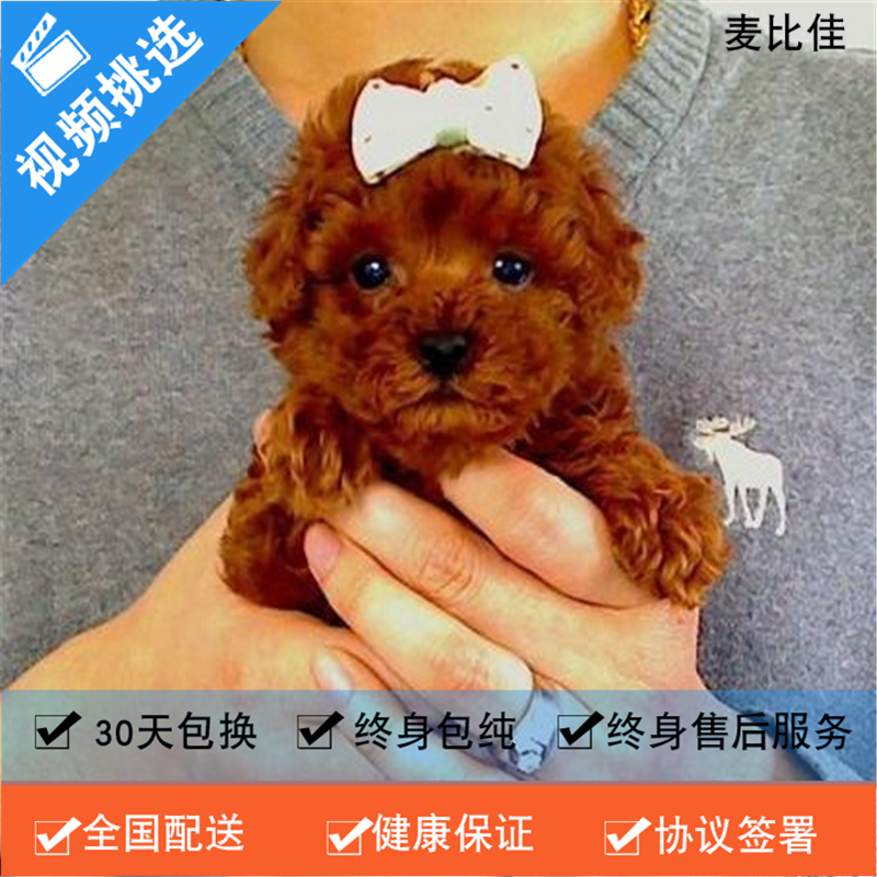 麦比佳纯种泰迪幼犬活体狗狗 茶杯型红泰迪幼犬长不大的泰迪狗狗白色小型犬 双血统赛级玩具型狗狗贵宾犬狗狗泰迪犬宠物级高清大图