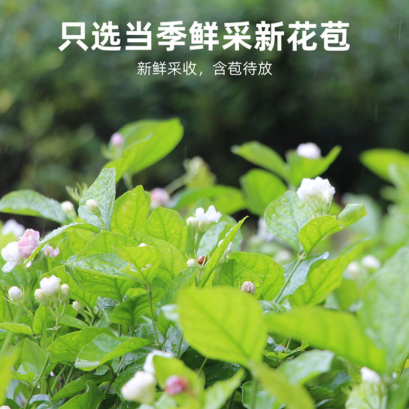 拍1发2 茉莉花茶 28g瓶装新茶茉莉花干广西茉莉花茶散货批发花果茶养生茶饮官方旗舰店高清大图