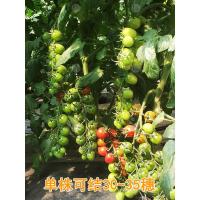 圣安妮10粒试种装 苗师傅圣安妮圣女果种子 好吃甜阳台蔬菜盆栽樱桃小番茄种籽种孑