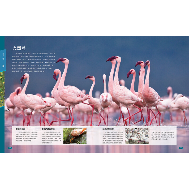 中国儿童动物百科全书 [正版]中国儿童动物百科全书 少儿读物经典奇趣