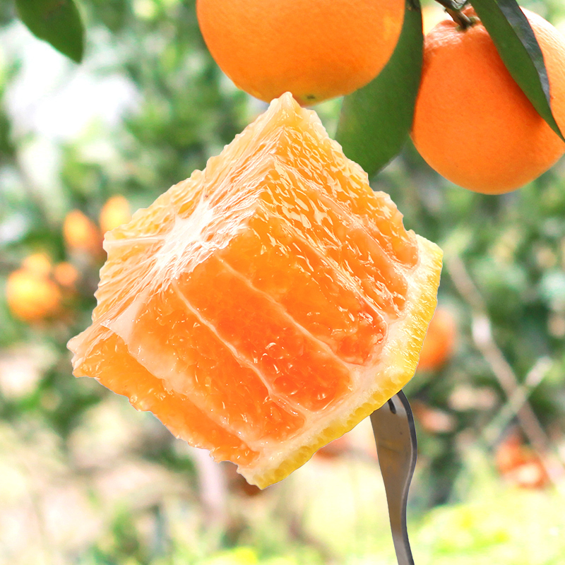 云南丑橘桔子9斤水果新鲜当季蜜桔子丑柑橘丑桔青皮三天内发货