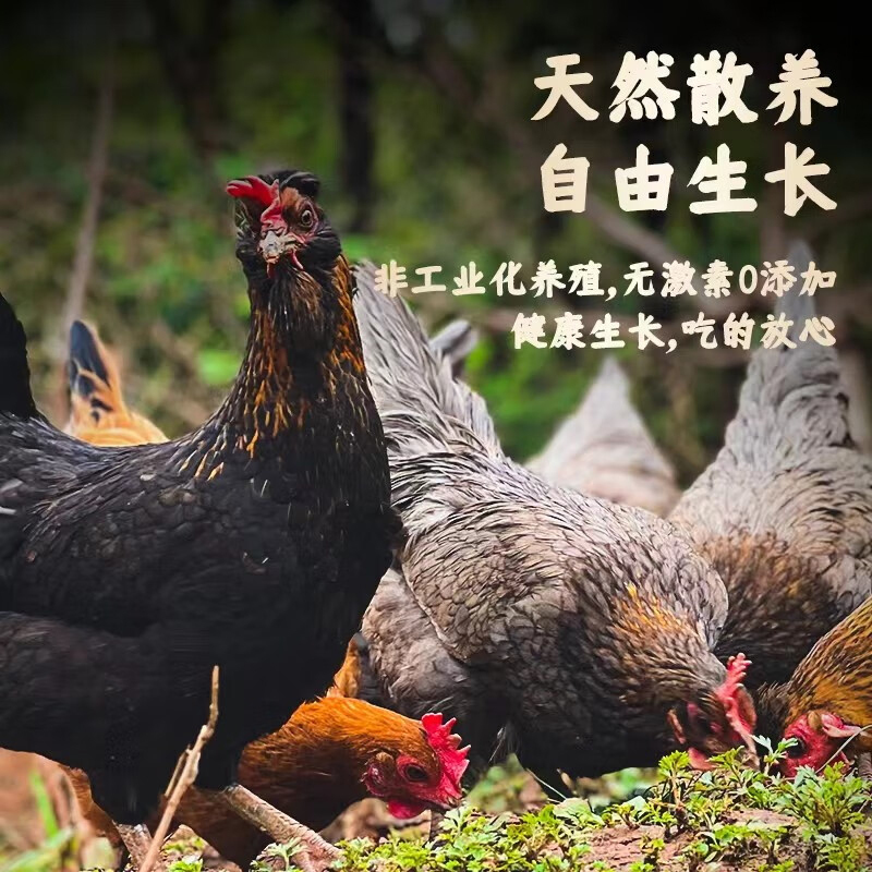 汪集汤嫂鸡汤速食大罐土鸡汤武汉特产加热即食鸡汤罐头礼盒装鸡汤