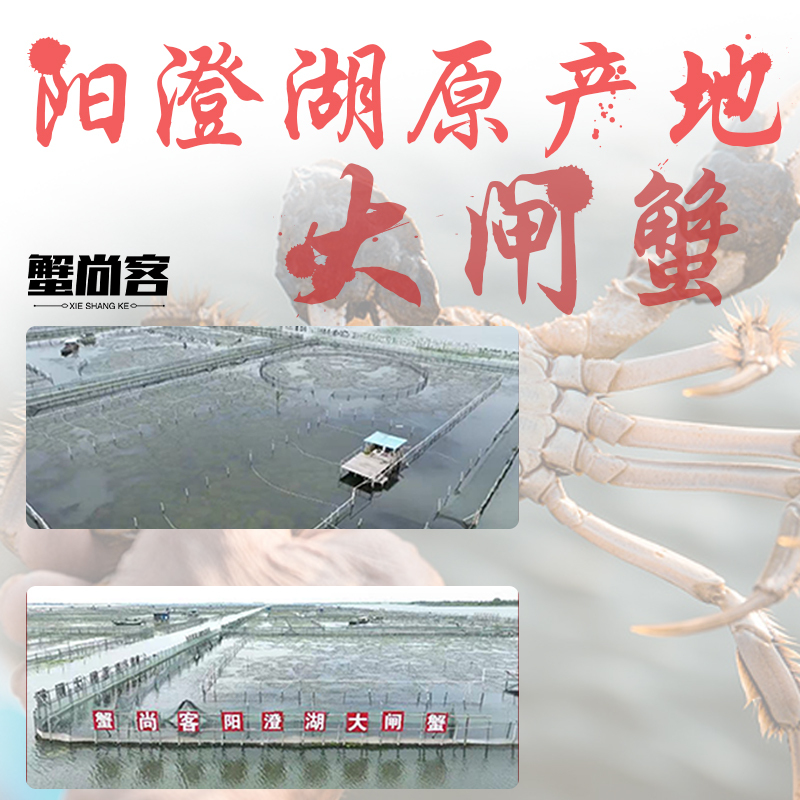 蟹尚客 1198型 (雄蟹3.8两/5只+雌蟹2.8两/5只)非质量问题不支持退货高清大图