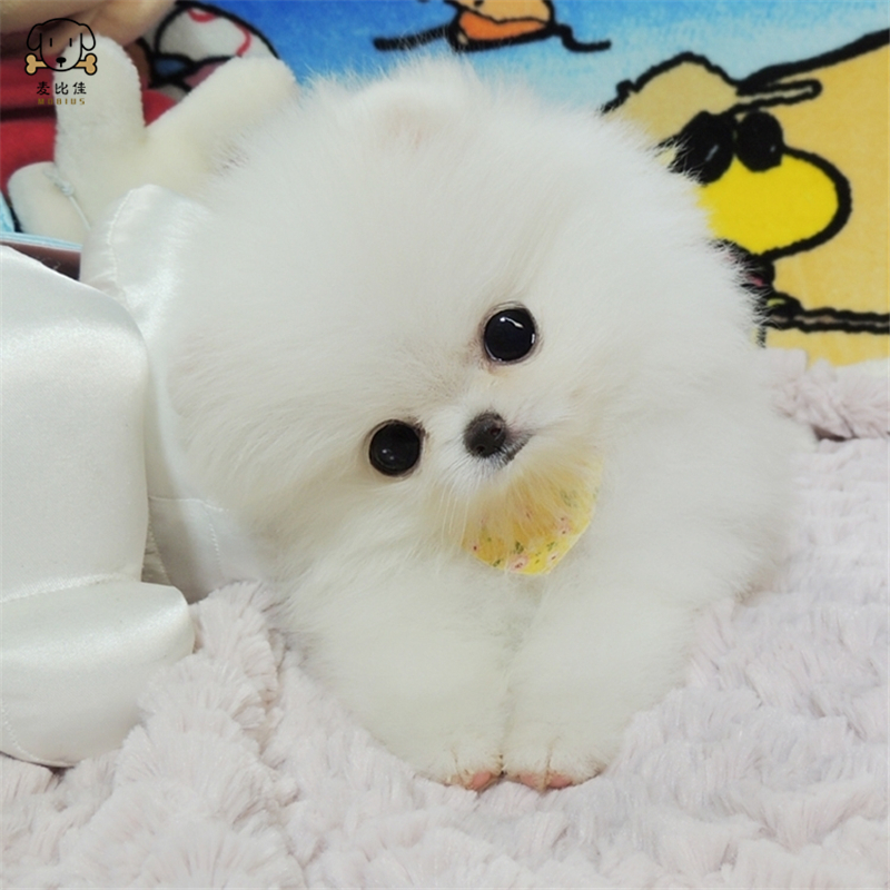 麦比佳 狗狗活体 纯种博美犬幼犬活体宠物狗狗哈多利系球体博美狗 玩具型博美犬 茶杯犬 长不大博美日系俊介犬高清大图