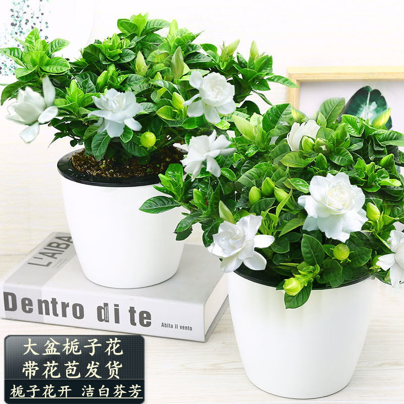 栀子花盆栽小叶独杆栀子花树苗牡丹大盆栽四季开盆景浓香型带花苞高清大图