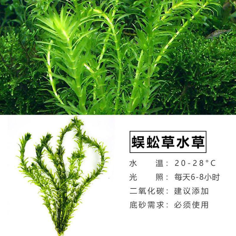 悦芳华园艺用品悦方华鱼缸水草植物造景懒人增氧莫斯种子淡水水榕中后景真装饰套餐 价格图片品牌报价 苏宁易购芸竹家居专营店