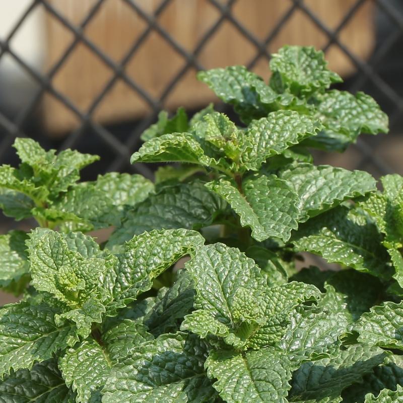 薄荷盆栽新鲜可食用薄荷叶办公室内植物驱蚊薄荷苗绿植花卉净化空气