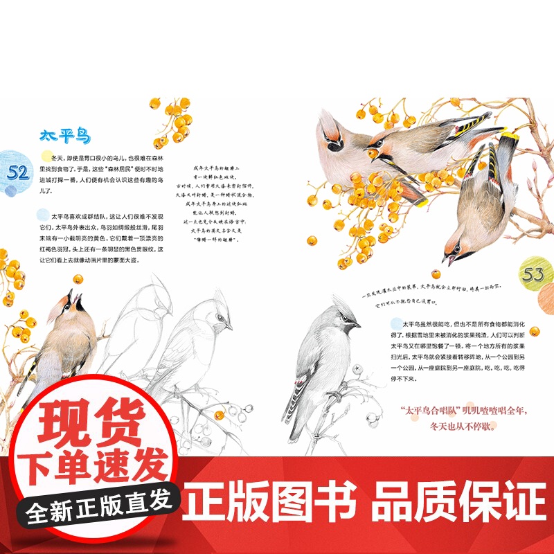 城市飞鸟 6岁以上亲子共读一部关于可以在城市范围内找到的鸟类指南自然科普 鸟类图鉴 生态保护 艺术教育细腻温柔的彩铅绘图高清大图