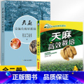 【正版】全2册天麻高效栽培+天麻设施化栽培新技术天麻病虫害诊断及综合防治技术天麻种子种苗高产栽培与加工利天麻周年管麻麻