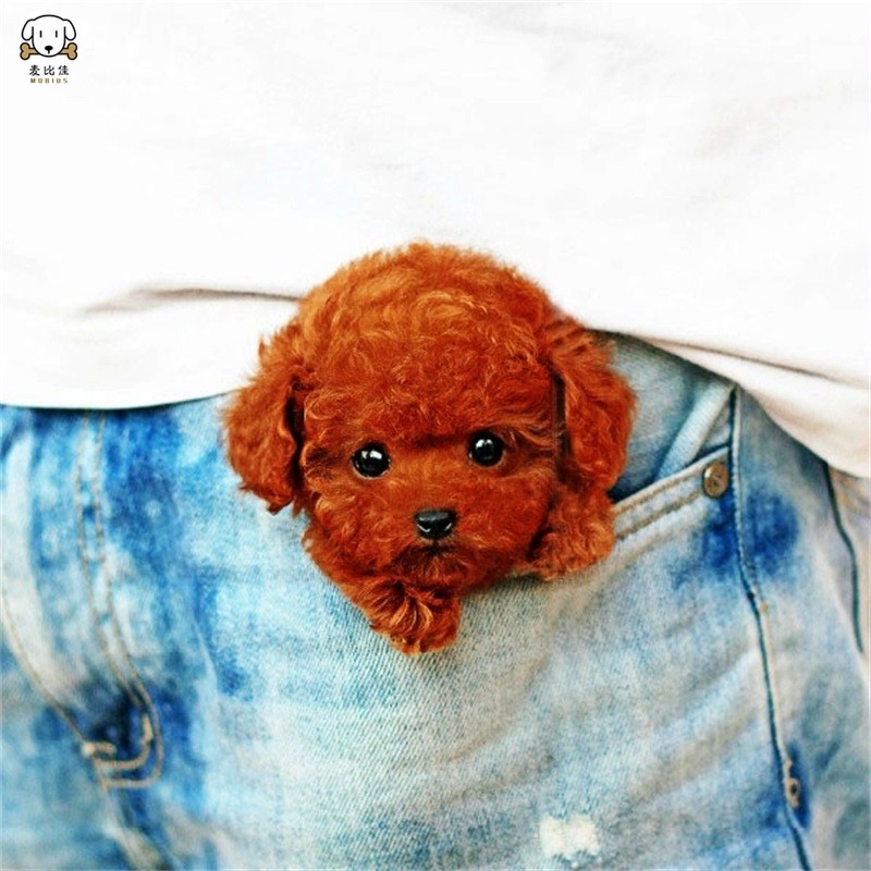 麦比佳宠物泰迪犬幼犬狗狗活体 纯种血统级小体茶杯泰迪贵宾犬 迷你玩具型微小体卷毛贵宾犬茶杯犬视频挑选高清大图