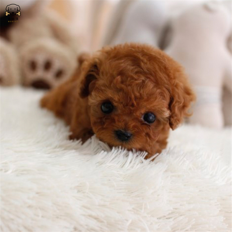 麦比佳 泰迪犬活体狗狗幼犬纯种血统级长不大卷毛泰迪熊犬 玩具型标准型微小体茶杯犬泰迪贵宾富贵狗视频挑选高清大图