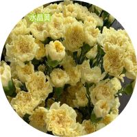 直发康乃馨花苗四季开花大花阳台盆栽花卉鲜花小苗母亲节礼物