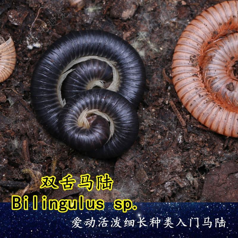 金环马陆千足虫黑彩虹马陆双舌马陆活体燕山蛩宠物新手入门爬宠 金环