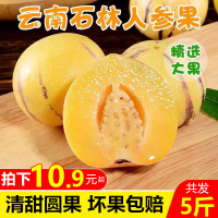 【靓果汇】云南石林人参果2.5斤装 当季新鲜水果 圆果黄肉（2件合并一箱发货约20个左右）