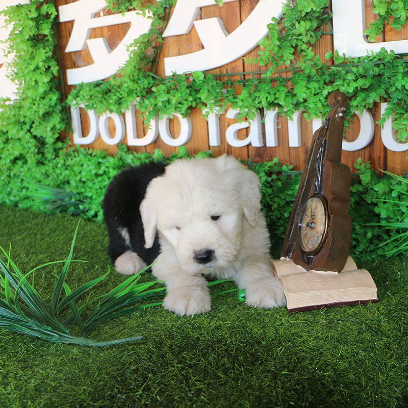 多多名宠 古牧犬幼犬 古代牧羊犬 宠物狗狗纯种古牧幼犬 大型犬 幼崽图片