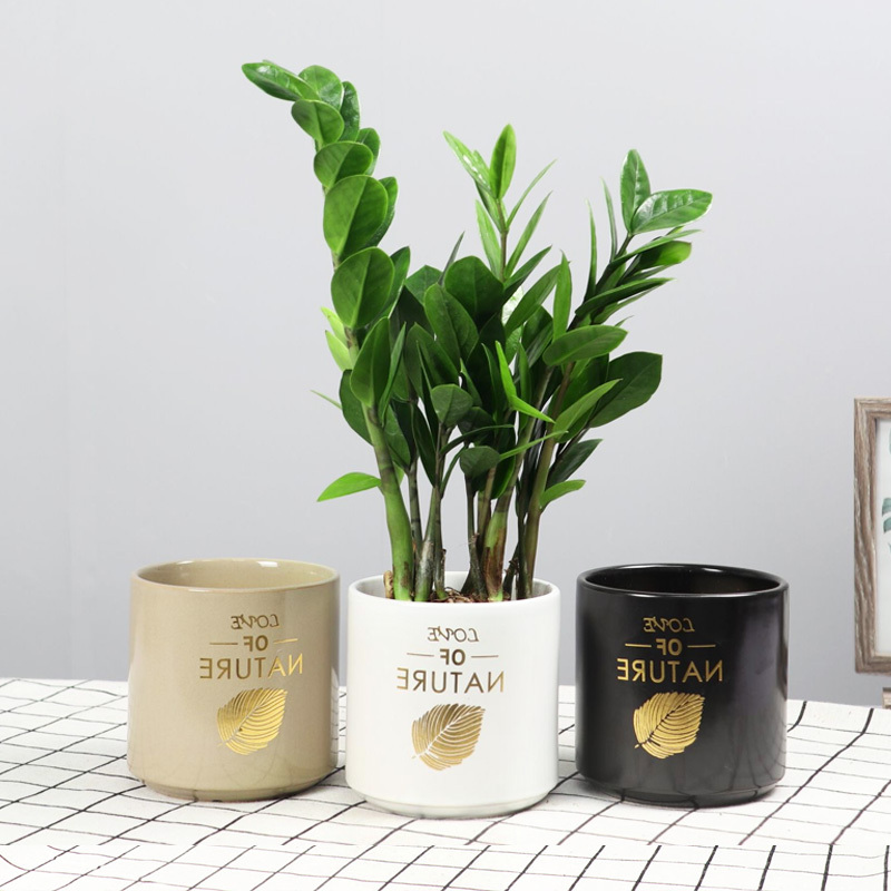 古达盆栽植物室内花卉绿植摇钱树盆景大客厅四季好养高 25 30cm左右 8株左右陶瓷盆含盆报价 参数 图片 视频 怎么样 问答 苏宁易购