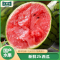 顺丰快递[苏鲜生]现摘2k小糖丸西瓜 净重8.5-9斤 2个装 新鲜网红小糖丸蜜瓜