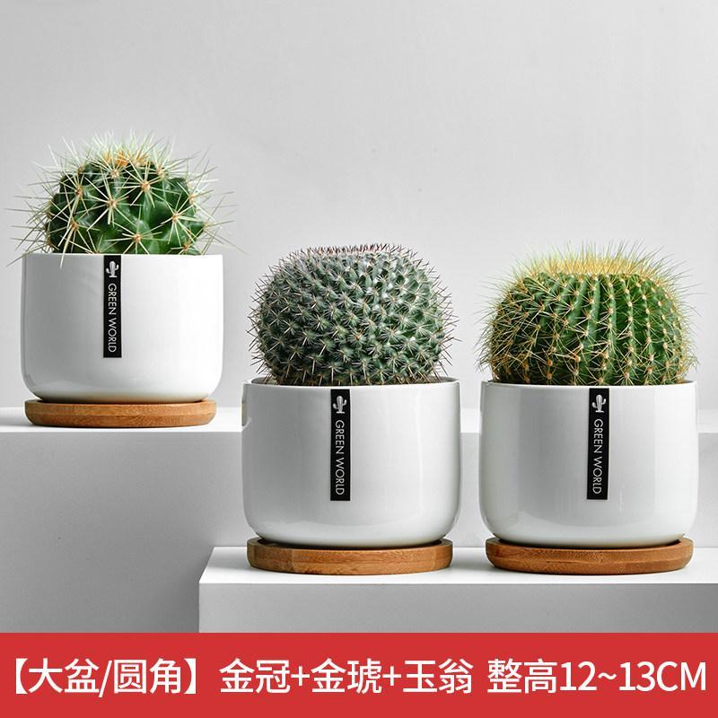 仙人球盆栽室内花卉仙人掌类电脑桌面绿植小盆栽可爱多肉植物盆景报价 参数 图片 视频 怎么样 问答 苏宁易购