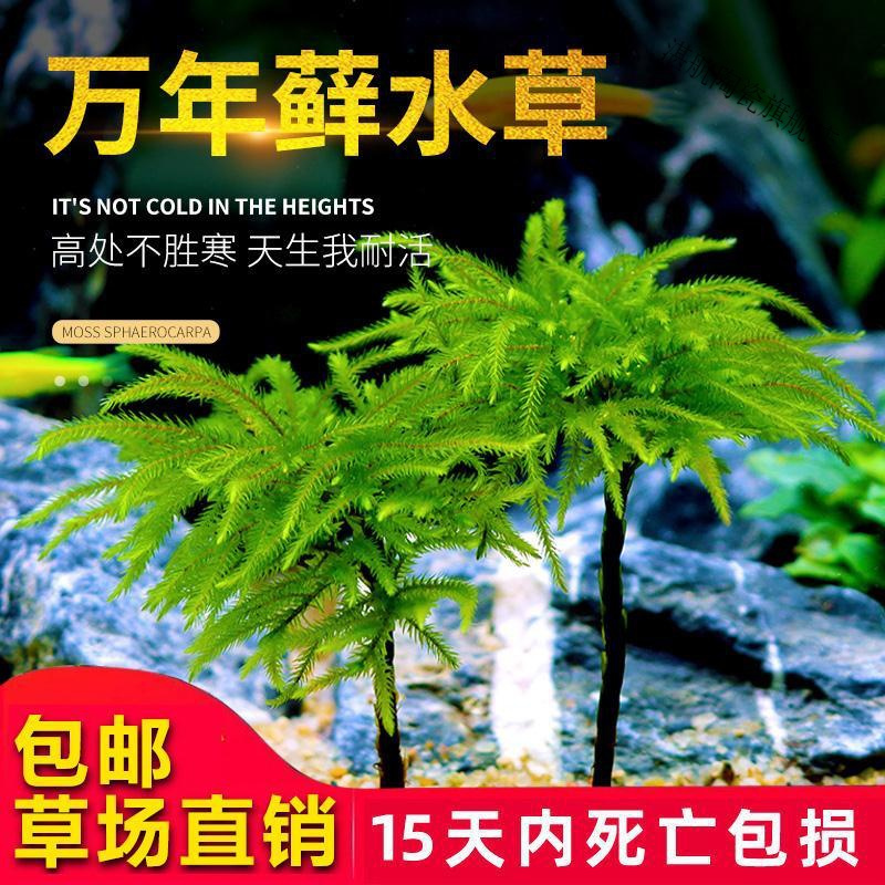 鱼缸水草鱼草万年藓水草活体耐活耐低温苔藓鱼缸水族箱生态瓶造景报价 参数 图片 视频 怎么样 问答 苏宁易购