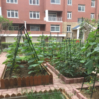 园艺植物花支架爬藤架阿斯卡利网庭院楼顶包塑钢管户外种植黄瓜番茄支撑杆