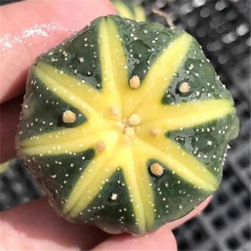 西瓜球星兜金星兜多肉植物盆栽金星仙人球植物室内防辐射盆栽西瓜球星