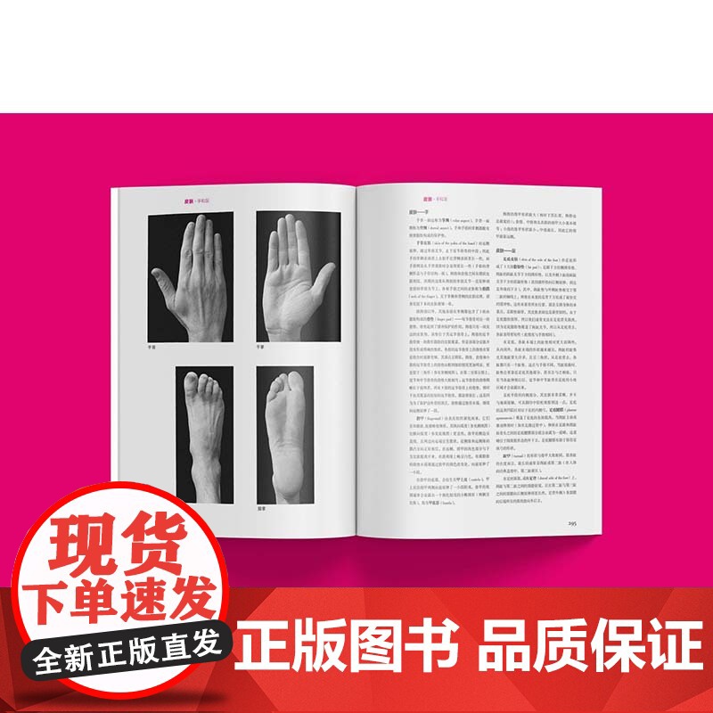 牛津艺用人体解剖学 版本 牛津大学出版社授权中文版艾略特构造透视构图百科教程教材美术素描基础入门书籍 上海人民美术高清大图