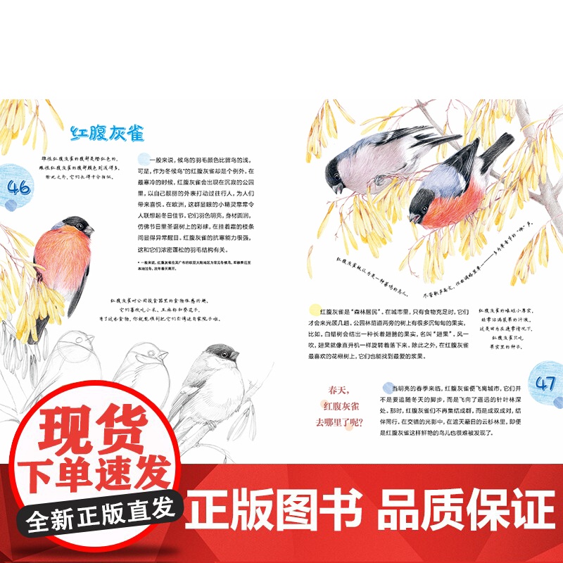 城市飞鸟 6岁以上亲子共读一部关于可以在城市范围内找到的鸟类指南自然科普 鸟类图鉴 生态保护 艺术教育细腻温柔的彩铅绘图高清大图