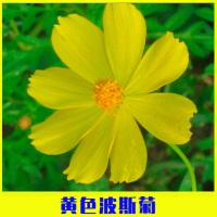 新手四季易种波斯菊种子格桑花种子室内外绿化工程野花组合花种子 波斯菊矮杆黄色1斤