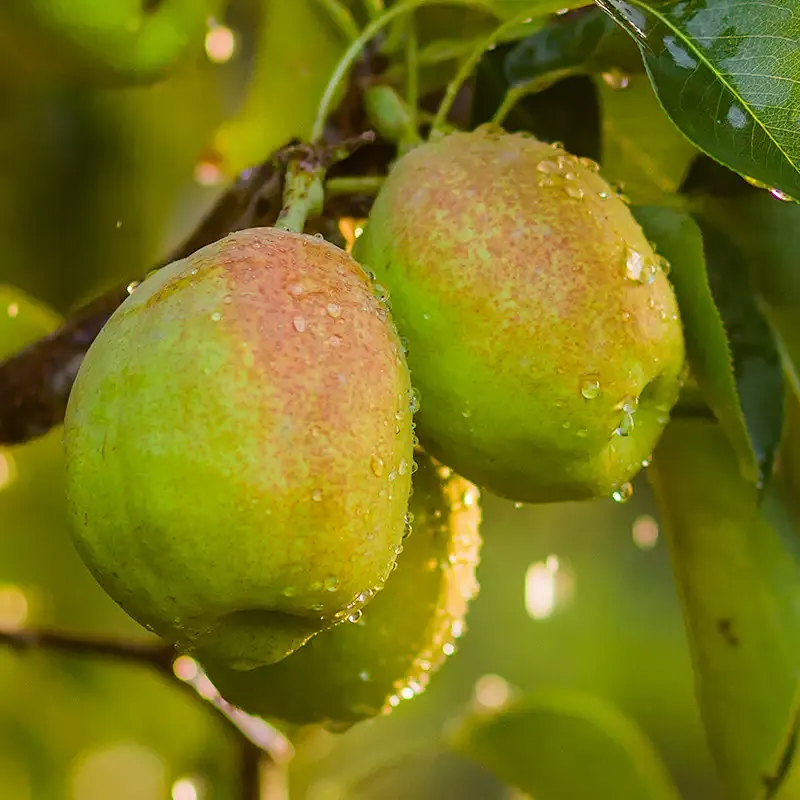 [西沛生鲜]河北精品香梨 新鲜水果 松脆多汁 净重8.7斤 单果150g以上高清大图