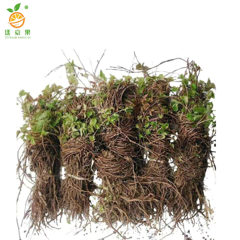 廷豪果 五叶爬山虎 30cm高10棵 /捆高清大图