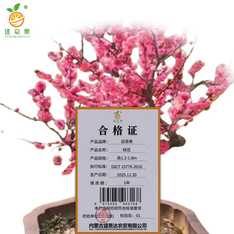 廷豪果 桃花 高1.2-1.8m /棵高清大图