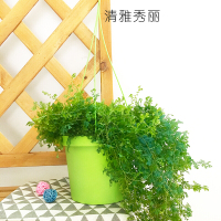 翠云变色龙盆栽新奇植物室内客厅兰去甲醛观叶绿植大盆变色叶