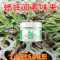 诱蟋蟀[诱成功]专诱蟋蟀虫王田间捕捉蟋蟀神器特效诱饵饲料 Z诱蟋蟀神器1瓶