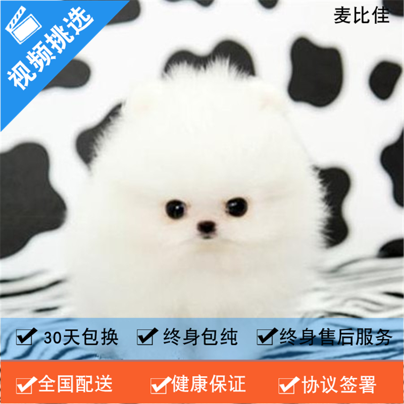 麦比佳 纯种哈多利系球体博美犬活体动物 茶杯博美犬 日系俊杰双血统长不大的茶杯狗白色博美犬 赛级博美犬活体狗狗纯种茶杯犬高清大图