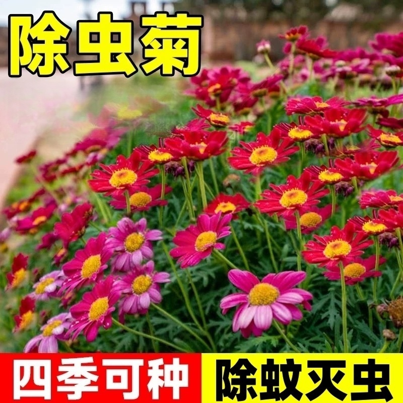 诚智旺 除虫菊花籽100g 净籽/袋高清大图