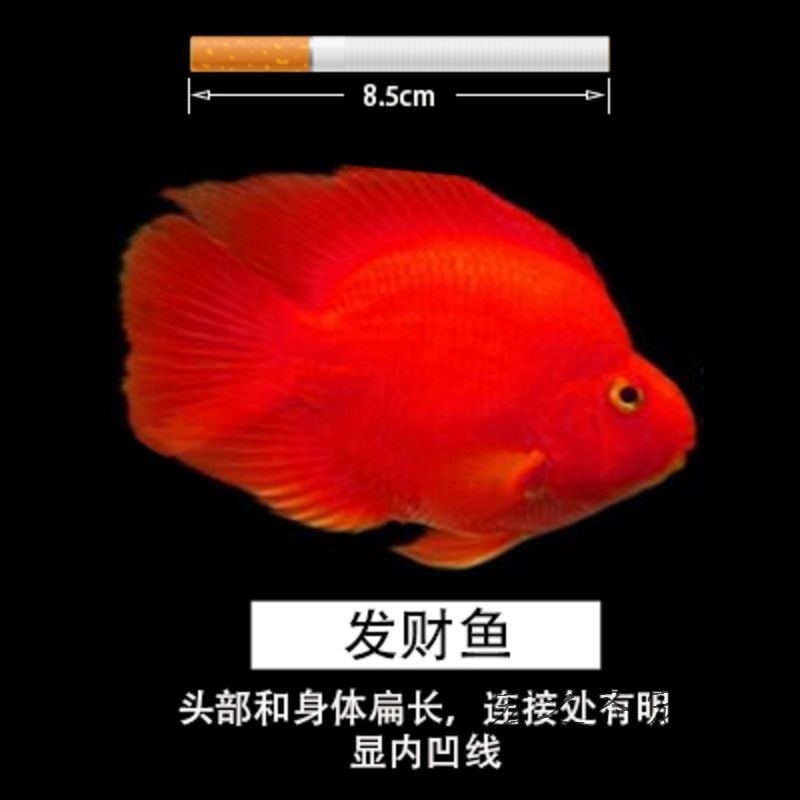 浅酌浅酌宠物水族热带观赏血鹦鹉鱼财鱼中大小型鱼苗淡水元宝金刚红财神金鱼包活到家默认尺码9 11cm血 鹦鹉3条 价格图片品牌报价 苏宁易购宏之齐宠物生活专营店