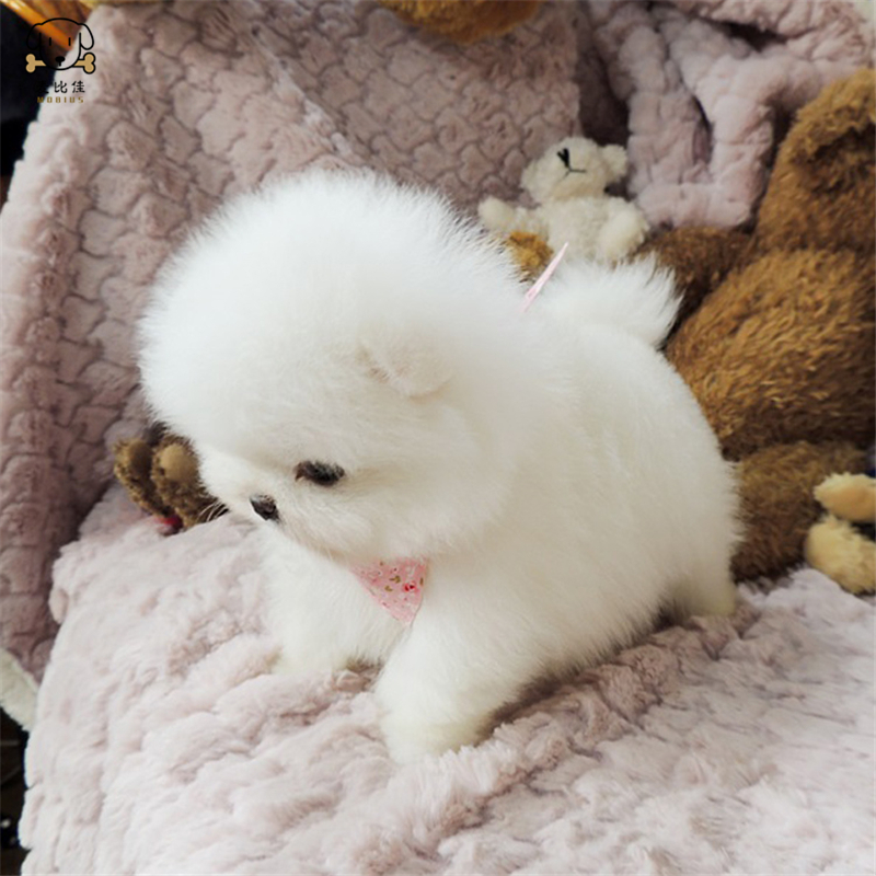 麦比佳狗狗活体 纯种博美犬幼犬哈多利系球体博美俊介狗 长不大茶杯犬 玩具型迷你袖珍博美宠物狗微小体杯子狗 视频挑选高清大图