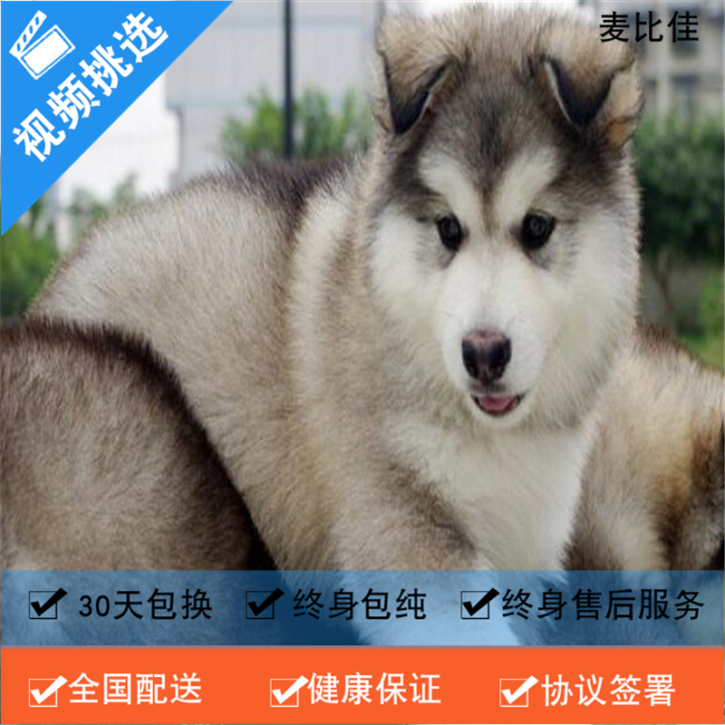麦比佳 纯种巨型阿拉斯加幼犬活体宠物 熊版十字脸阿拉斯加雪橇犬 双血统烟灰色桃脸阿拉斯加幼崽 巨大型雪橇犬阿拉斯加犬3高清大图