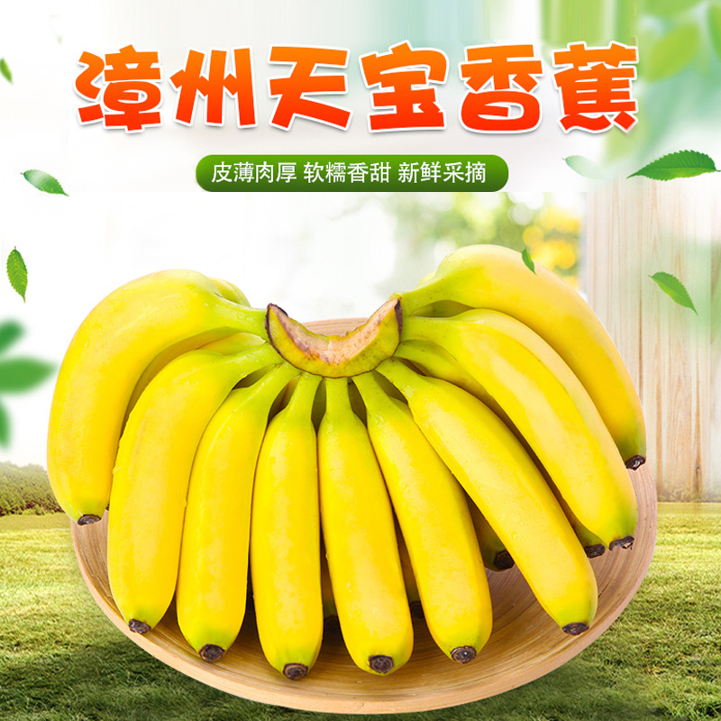 【西沛生鲜】福建天宝香蕉 净重3斤 箱装 新鲜当季水果 香甜软糯 孕妇宝宝辅食