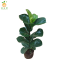 廷豪果 家养琴叶榕 50-70cm /盆