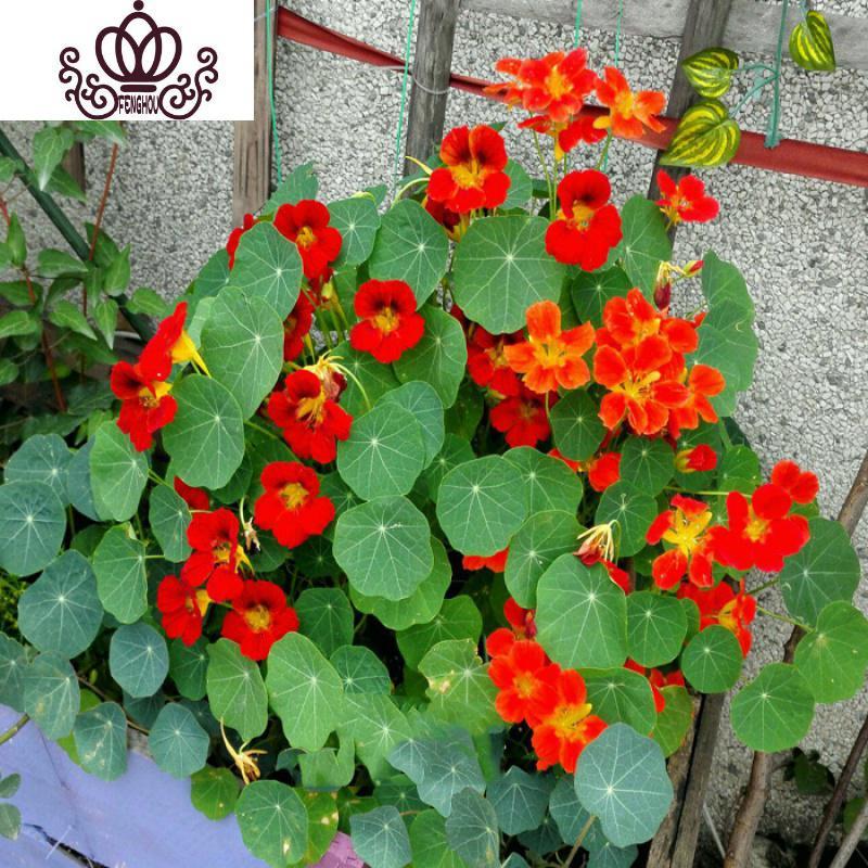 封后旱荷花种垂吊爬藤花卉种籽室内阳台盆栽春夏秋播种四季红色旱金莲一斤报价 参数 图片 视频 怎么样 问答 苏宁易购