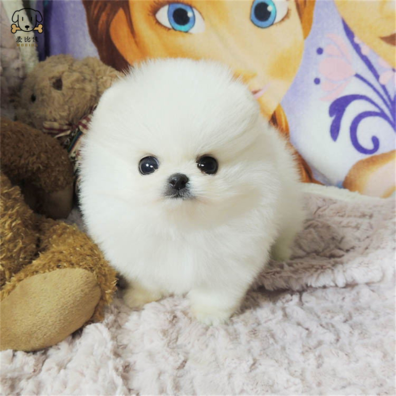 麦比佳狗狗活体 纯种博美犬幼犬活体宠物狗狗 哈多利系球体博美狗 玩具型博美犬茶杯犬长不大博美日系俊介犬